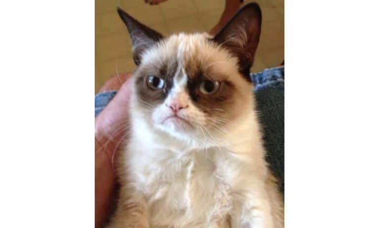 میم nft گربه بداخلاق